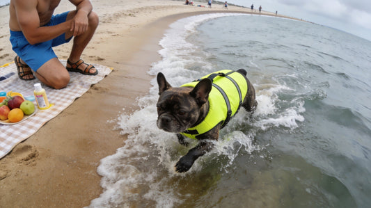 Beach Day with Your Dog: What to Know Before They Swim